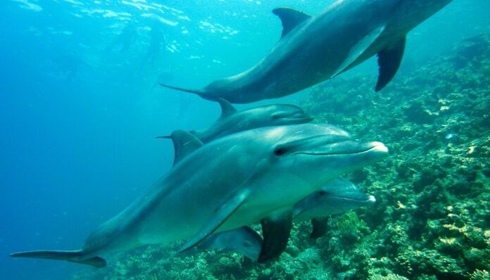 delfini-alzherimer-spiaggiamento-branco
