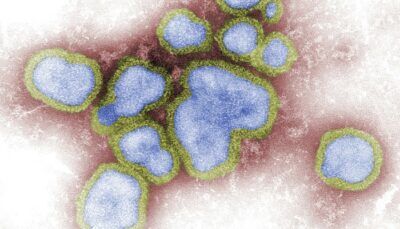 virus-dieta-virovoro-alimentazione