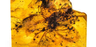 fiore fossilizzato nell'ambra