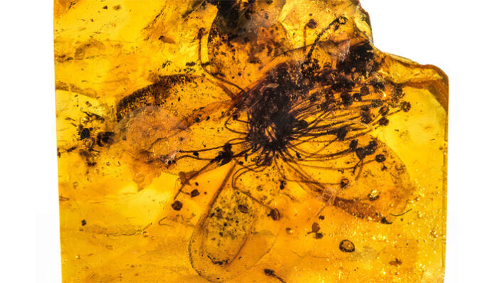 fiore fossilizzato nell'ambra