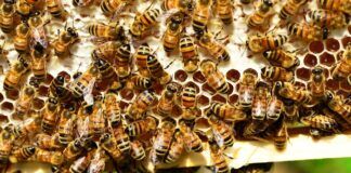 api da miele primo vaccino