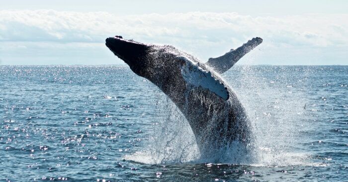 balene-canti-malinconici-popolazione