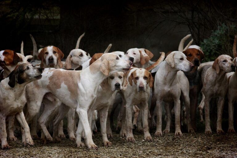 scienza cani esseri umani