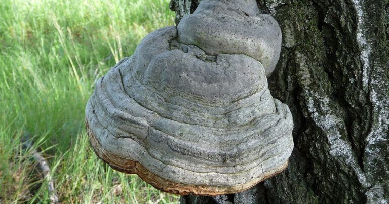funghi-plastica-sostituto-materiale