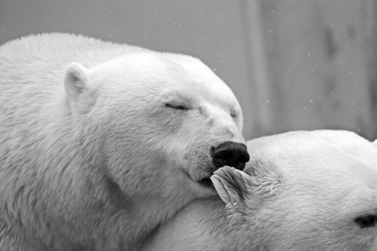 Oggi è la Giornata Internazionale dell’orso polare