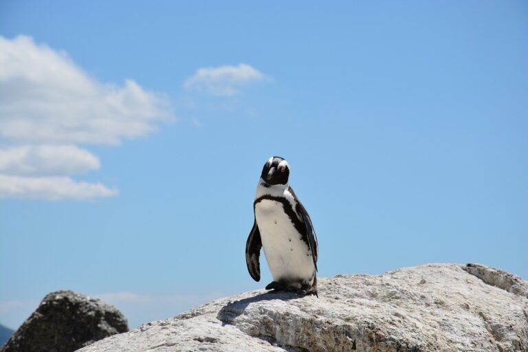 scienza pinguino uccello mostruoso