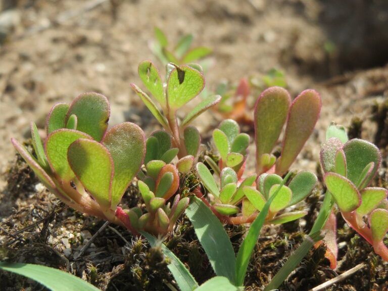 portulaca erba