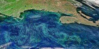 alghe-cambiamento-climatico-fioritura
