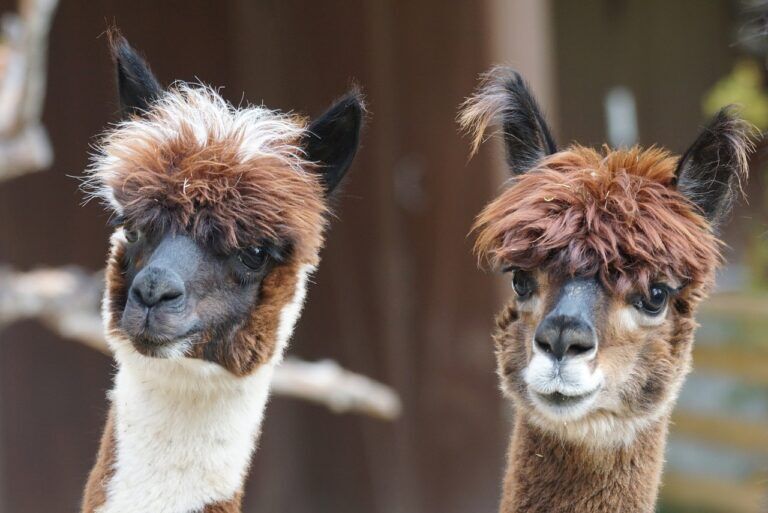 alpaca-ai