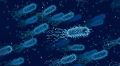 fungo superbatterio diffusione Stati Uniti