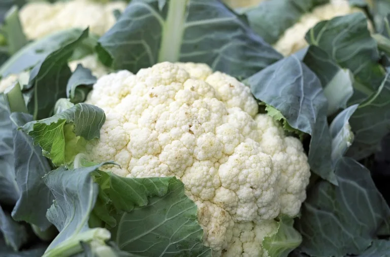 cavolfiore benefici salute