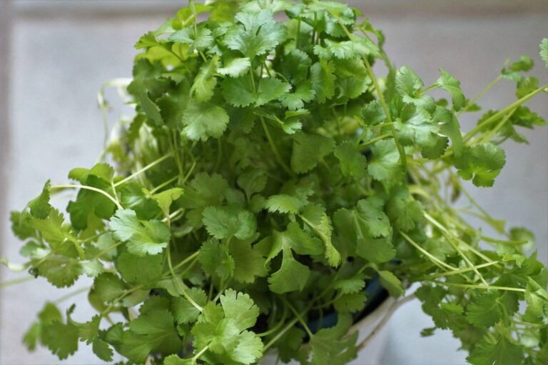 coriandolo, prezzemolo cinese, cilantro