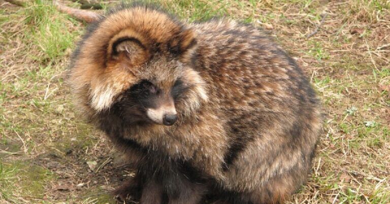 covid-19-originale-animale-cina