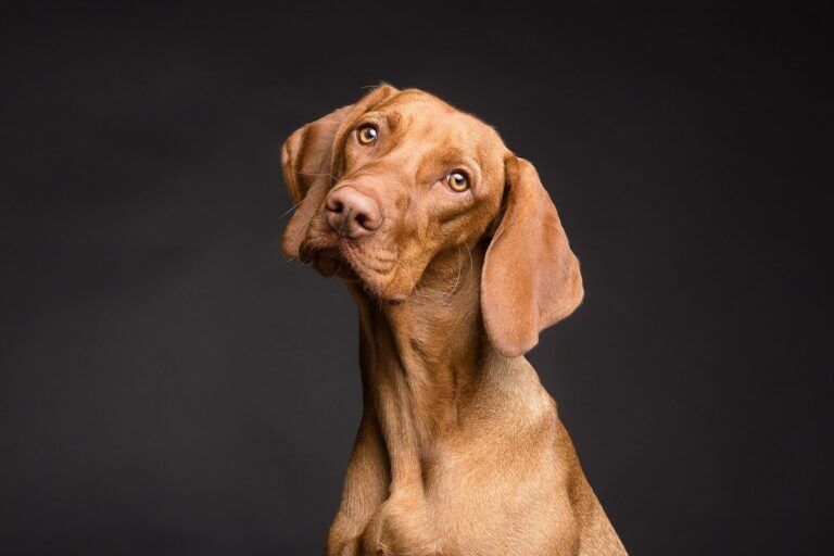 scienza cani inclinare la testa
