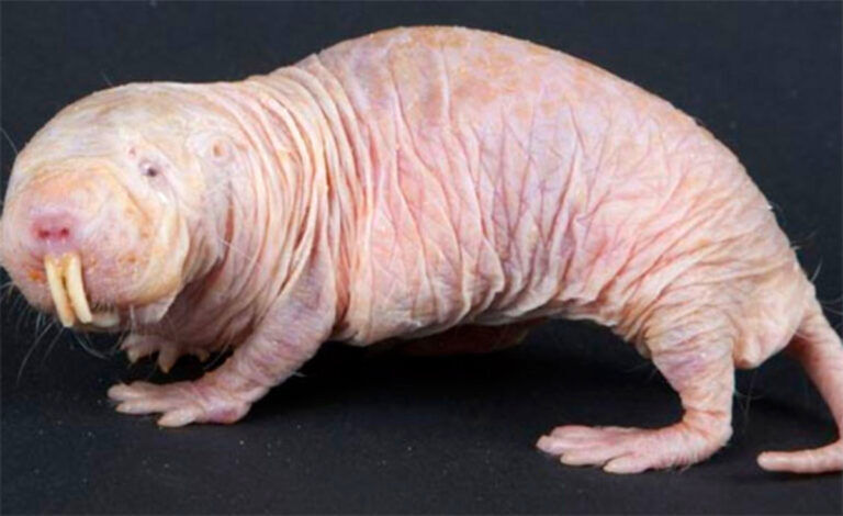 eterocefalo glabro