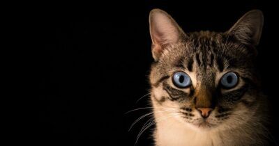 gatto-volpe-specie-corsica