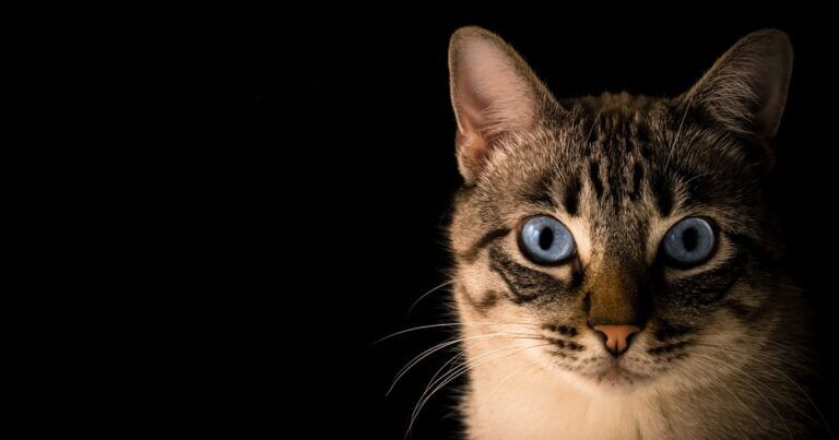 gatto-volpe-specie-corsica