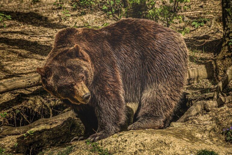 L’orso mummificato trovato in Siberia non è un animale estinto ma un orso bruno di 3500 anni