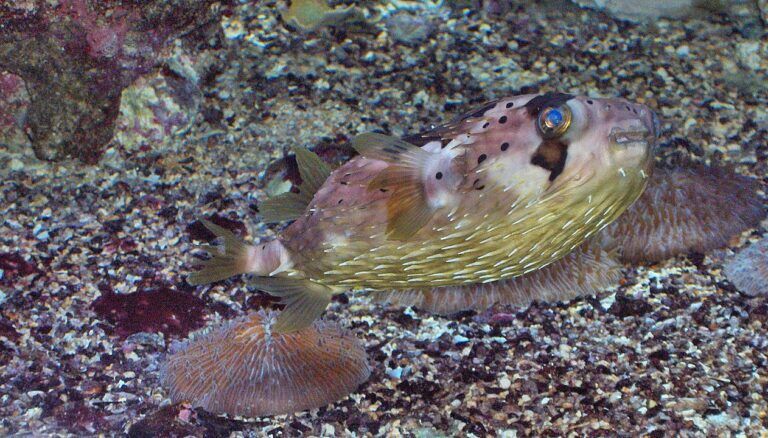 Un pesce istrice si spiaggia a Santa Marinella: pericolo per l’ambiente e per l’uomo