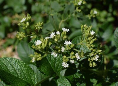 stevia zucchero ambiente