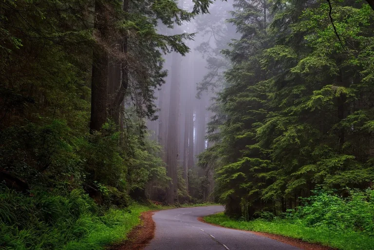 california alberi caldo