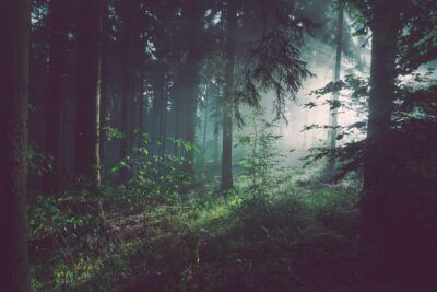 cambiamento-climatico-alberi-soffrono