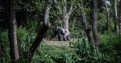 gorilla-montagna-infezione-ebola