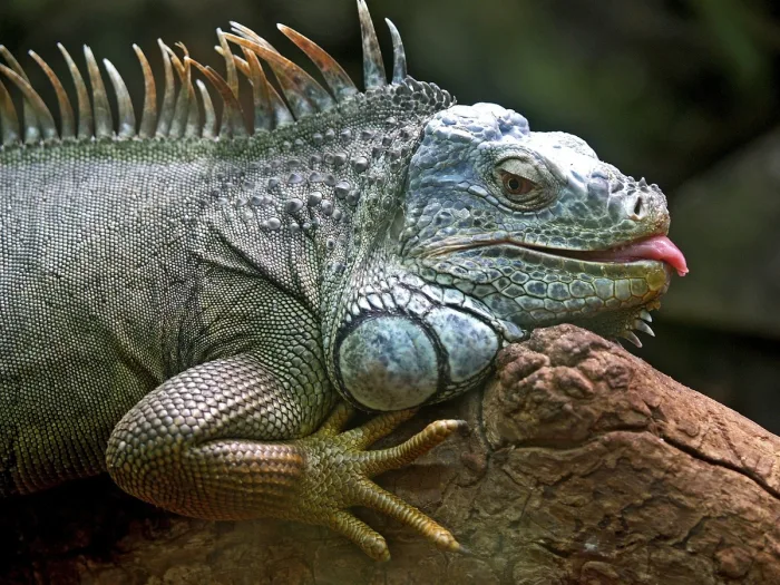 salmonella iguana