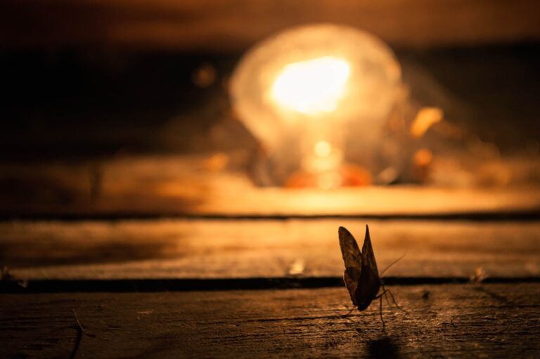 Insetti: un nuovo studio spiega perché sono attratti dalle luci artificiali