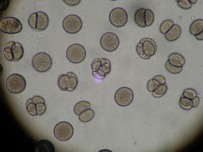 embrioni scimmia riproduzione
