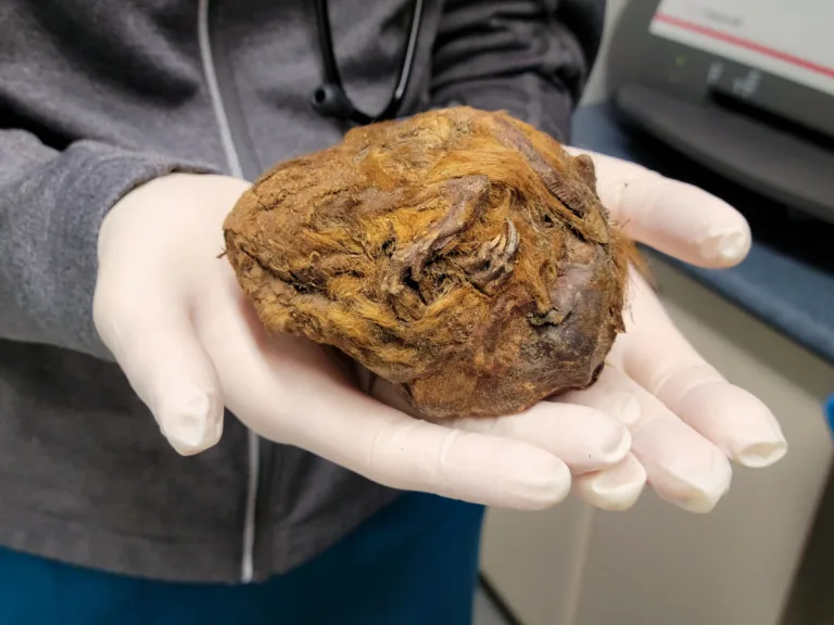 Quella che sembrava una palla di pelo congelata è in realtà uno scoiattolo di 30000 anni