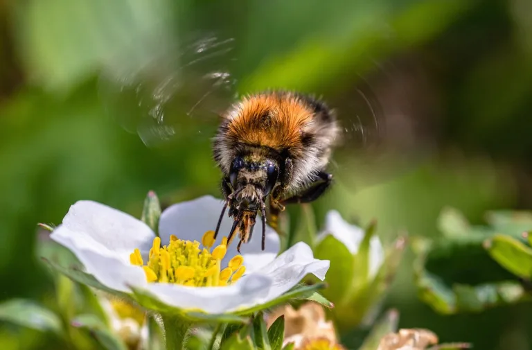 cambiamenti climatici inquinamento allergia stagionale