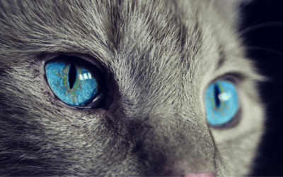 fisica quantistica gatto