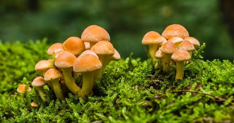 funghi-come-umani-temperatura