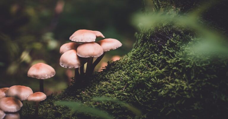 funghi-parlano-natura-pioggia