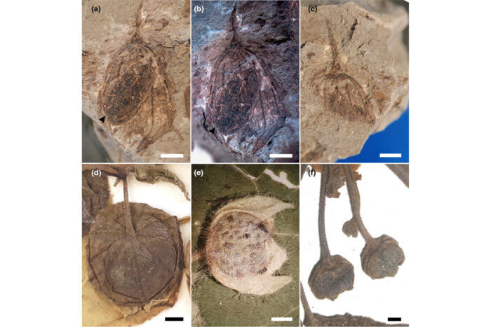 L'evoluzione delle solanacee grazie ad un peperoncino fossile