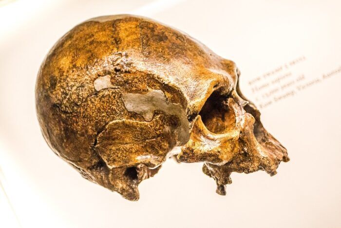naso neanderthal anatomia