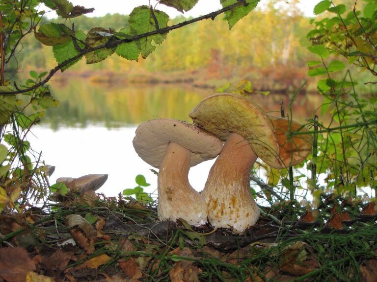 fungiwear materiale pelle micelio