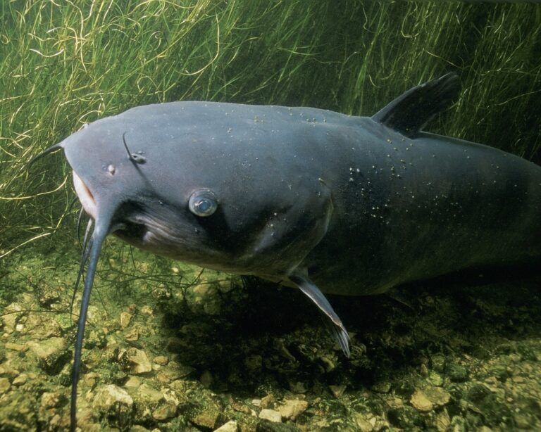 mostro del po pesce