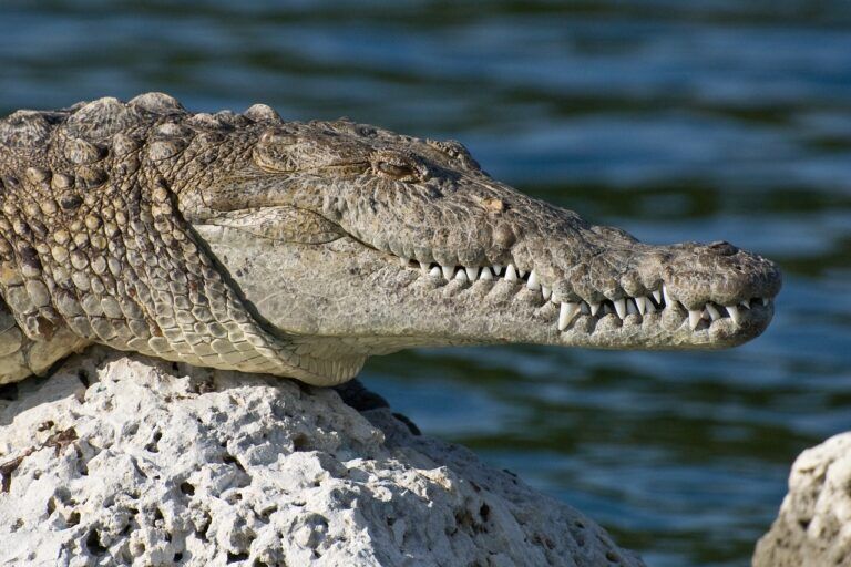coccodrillo depone uova senza fecondazione