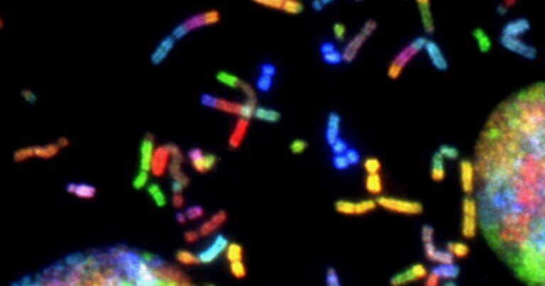 Cromosoma Y: perché è un rischio e cosa succede perdendolo