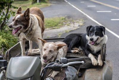 cani comportamento socializzazione precoce