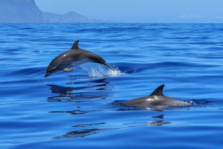 delfini tono