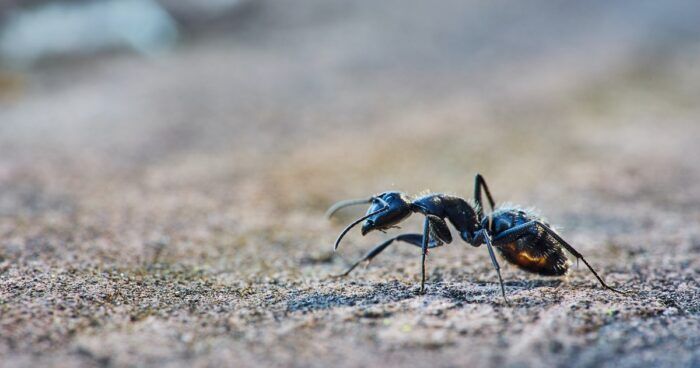 formiche-parassiti-vita-lunga