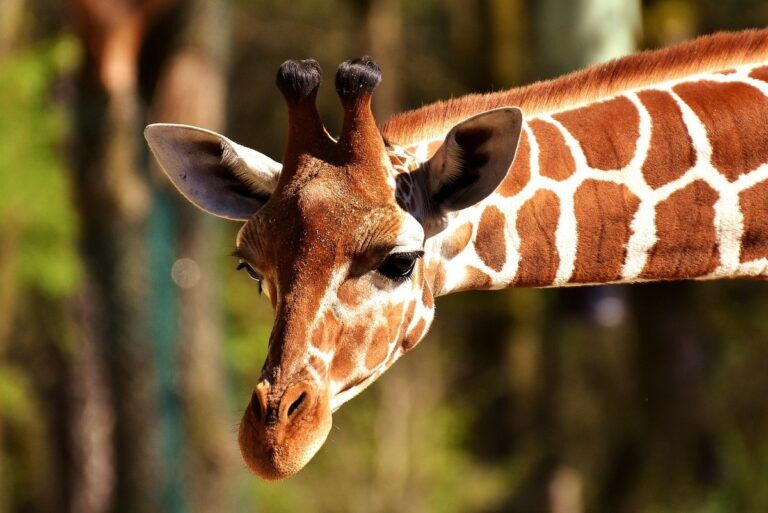 giraffe cambiamento climatico