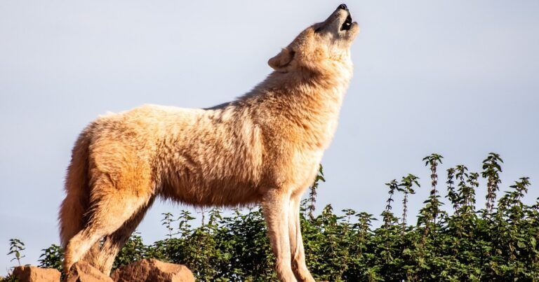 lupi-cani-riconoscono-voci