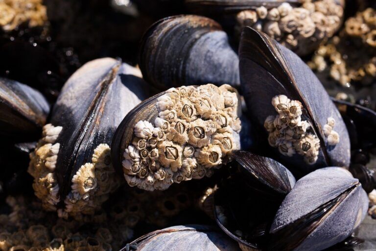 cozze microplastiche oceani