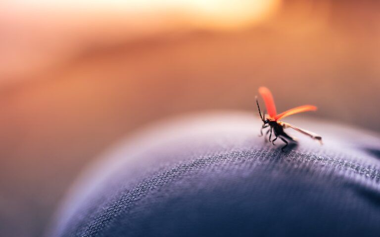 zanzara-west-nile