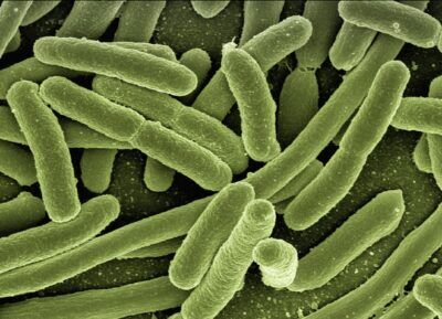Escherichia Coli malattie alimentari