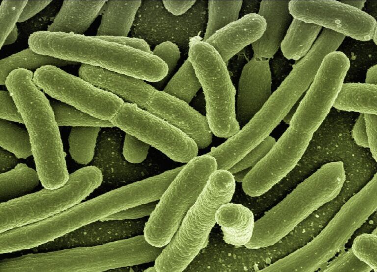 Escherichia Coli malattie alimentari